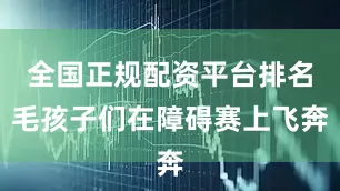 全国正规配资平台排名毛孩子们在障碍赛上飞奔